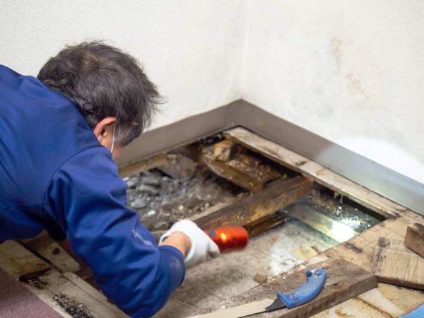 Best Toxic Mold Removal  in Etowah, NC
