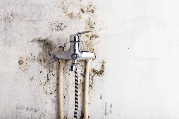 Professional Mold Removal in Etowah, NC