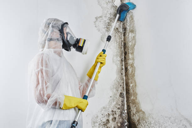 Best Home Mold Removal  in Etowah, NC
