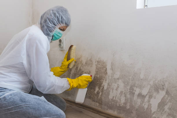 Best Residential Mold Removal  in Etowah, NC
